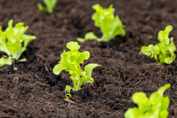 lettuce sprouts from the earth in spring
