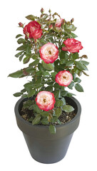 Rosier en pot