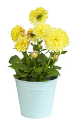 Dahlia jaune en pot