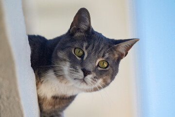 Cat headshot, Gray, black and white cat, Closeup