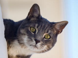 Cat headshot, Gray, black and white cat, Closeup