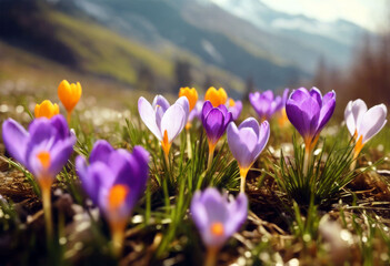 'beautiful flowers colorful mountains crocus morning meadow spring Background Nature Easter Grass White Floral Beauty Garden Mountain Green Blue Color Plant Field NaturalBackground Nature Easter'