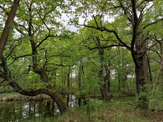 Eichenwald im Spreewald