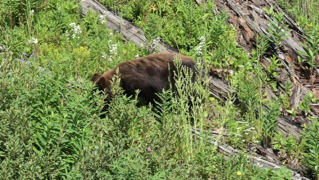 A young black bear in Yellowstone National Park is looking for food among downed logs, in the Blacktail Plateau area of the park.