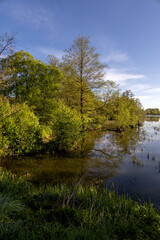 Spring morning at the pond