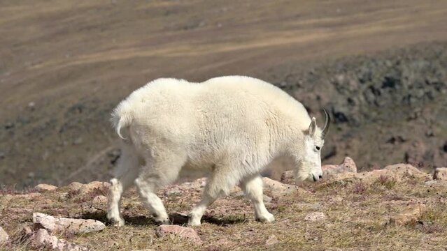 A single billy goat is grazing among the alpine vegetation of the Beartooth Highway in Montana.