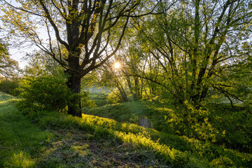 Sun rising behind dense greenery