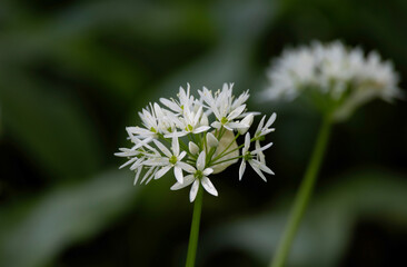 White flowers of bear garlic among the greenery