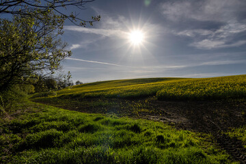 Sun before sunset over rapeseed field