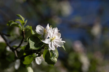 White spring flowers in close-up