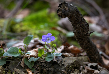 A single violet flower in the forest undergrowth