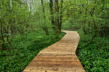 Wooden path in the lush greenery of April