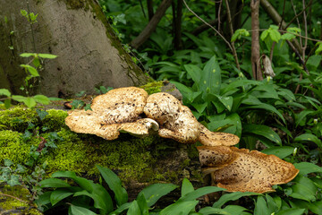 Hub mushrooms growing on a stray trunk among the greenery
