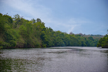 River surrounded by green forest and blue sky