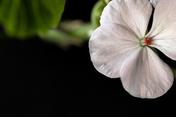 Flower mockup on black background. White geranium blooming on dark, copy space, high quality photo