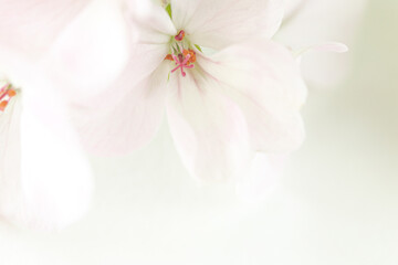 Flower mockup on white background. Macro of a beautiful white flower, pale pink geranium blooming...