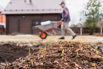 seasonal gardening work, garlic sprouts make their way out of the ground in a garden bed, in the background there is a man with a garden wheelbarrow and a wooden house. High quality photo