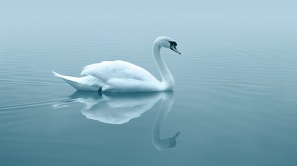   A large white swan floats serenely atop a tranquil lake Nearby, a small bird paddles in the water's middle