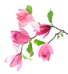 Magnolia plant branch with beautiful flowers isolated on white