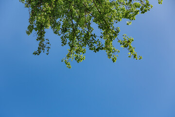 Fresh green leaves of trees on the background of blue clear sky under sunlight. Background of spring sky and greenery