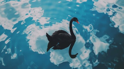   A black swan with its head bobbing above the water's surface and its mirror-like reflection below