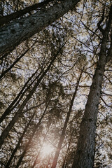 forest and clear blue sky in the woods