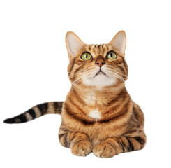 Adorable full length Bengal cat