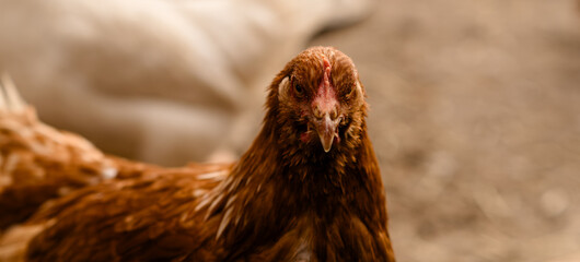 chickens walk in a pen in the village