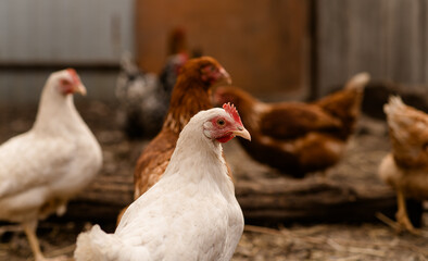 chickens walk in a pen in the village