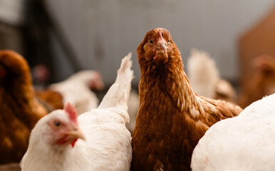 chickens walk in a pen in the village