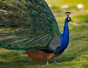 Obraz premium Russia. Dagestan. Portrait of a male peacock, with a gorgeous unfurled tail in a mini-zoo near the famous Sarykum dune.