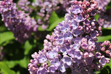 spring flowers, purple lilac flowers close-up, floral background