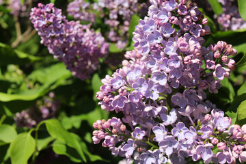 Obraz premium spring flowers, purple lilac flowers close-up, floral background