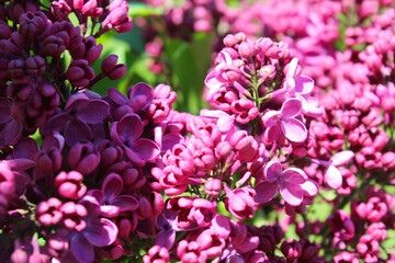 spring flowers, purple lilac flowers close-up, floral background