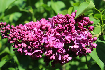  lilac flowers,  spring flowers, purple lilac flowers close-up, floral background