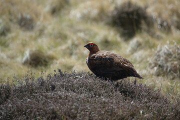female red grouse (Lagopus scotica)