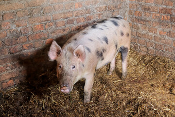 a large spotted pig stands in the straw in a barn and looks at the camera. Swine at the farm. Meat...