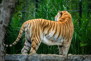 golden tiger in the zoo