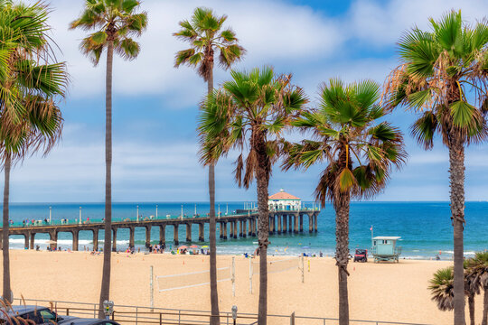 Palm trees in Manhattan Beach and pier in summertime in Los Angeles, Southern California.
