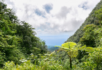 Cascade jungle