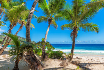 Coconut palm trees in wild tropical island. Summer vacation and tropical beach concept.	