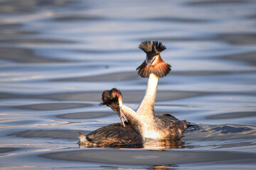 Great crested grebe's couple in the water (Podiceps cristatus). Close-up Great crested grebes show...