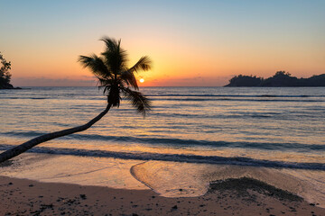 Palm tree at sunset on the beach in tropical Caribbean island.