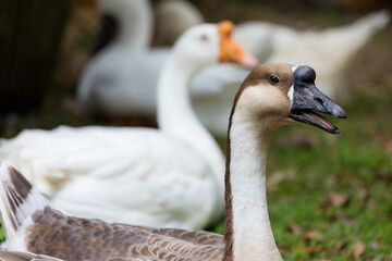 Gooses in the farm garden