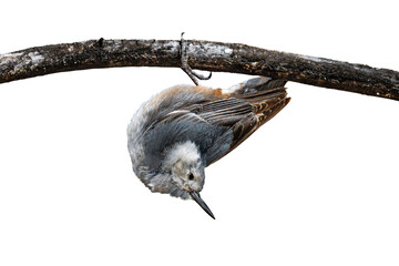 White-breasted Nuthatch (Sitta carolinensis) High Resolution Photo, Perched Upside Down, Over a...
