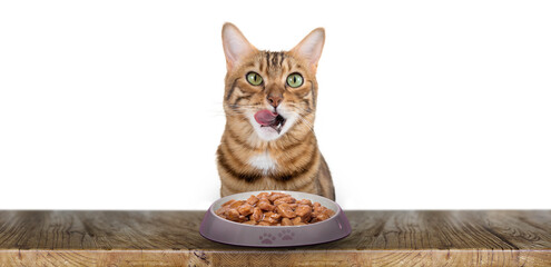 A domestic cat eats cat wet food.