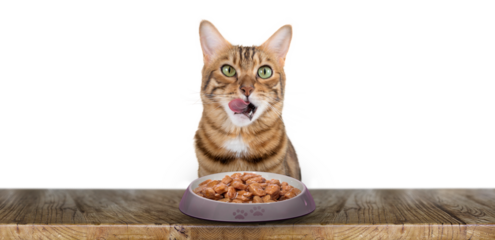 A domestic cat eats cat wet food.