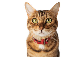 Portrait of a Bengal cat in a red collar on a transparent background.