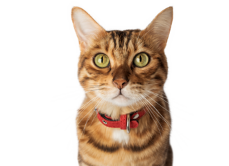 Portrait of a Bengal cat in a red collar on a transparent background.