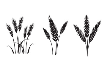 Wheat ears Vector isolated on a white background, A Wheat grain silhouette